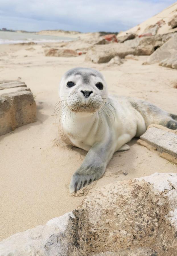Appartement Cozy D'Opale Charmant T1 Bord De Mer Cour Privee Et Clot Wifi 3 Pers Animaux Acceptes Gratuit à Berck Extérieur photo